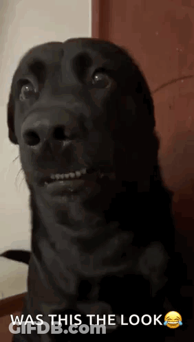 A Black Dog With Braces On Its Teeth Is Making A Funny Face With The Caption Was This The Look . GIF