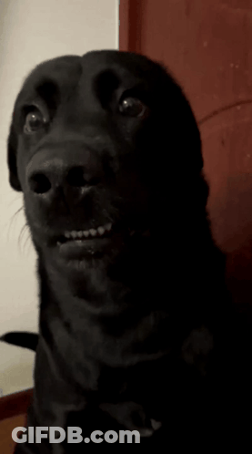 A Black Dog With Braces On Its Teeth Looks Surprised GIF