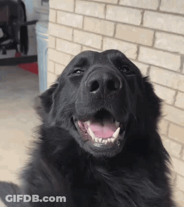 A Black Dog With Its Mouth Open And Its Tongue Out GIF