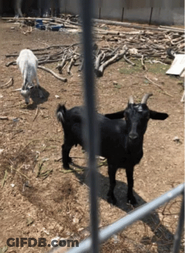 A Black Goat And A White Goat Are In A Pen GIF