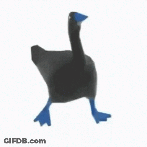 A Black Goose With Blue Feet And A Blue Beak Is Walking . GIF