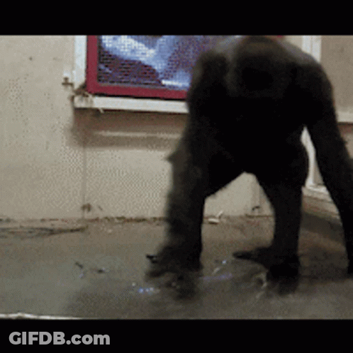 A Black Gorilla Is Standing In Front Of A Window With A Picture On It GIF