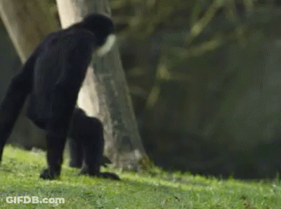 A Black Gorilla Is Standing On Its Hind Legs In The Grass Near A Tree . GIF