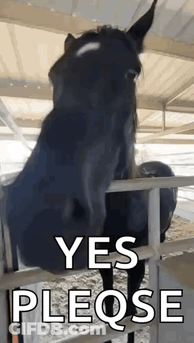 A Black Horse Behind A Fence With The Words `` Yes Pleqse '' On It . GIF