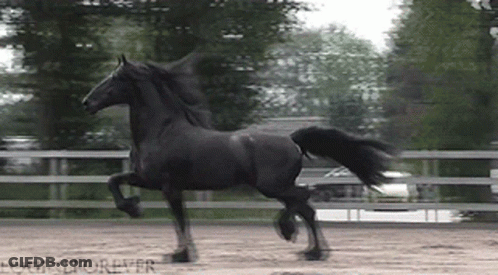 A Black Horse Is Running In A Fenced In Area With Equestrian Forever Written In The Corner GIF