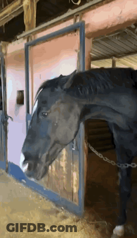 A Black Horse Standing In A Stable With Its Head Out Of The Door GIF