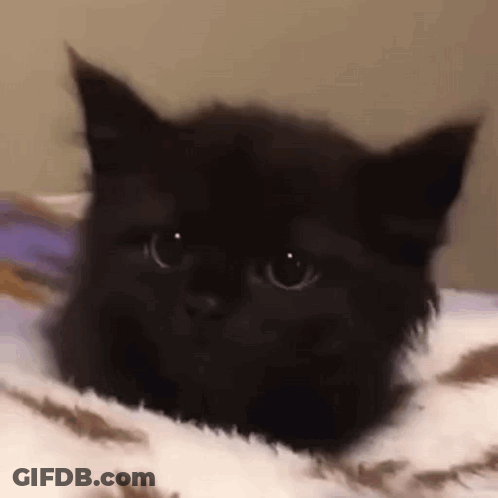 A Black Kitten Is Laying On A White Blanket On A Bed . GIF