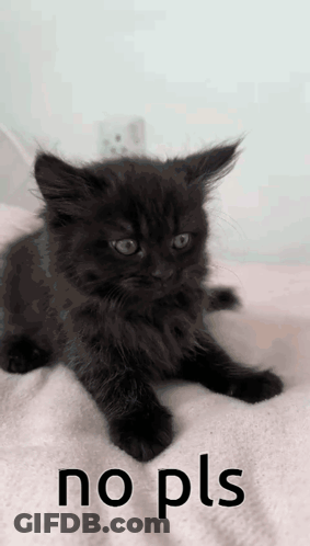 A Black Kitten Is Laying On A White Blanket With The Words No Pls Written Below It GIF