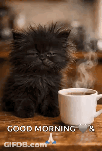 A Black Kitten Is Sitting Next To A Cup Of Coffee On A Wooden Table . GIF