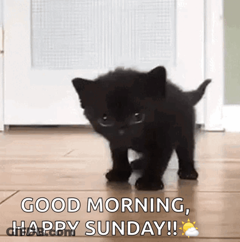 A Black Kitten Is Walking On A Wooden Floor With The Words `` Good Morning , Happy Sunday '' Above It . GIF