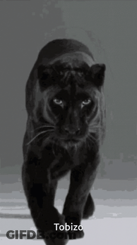 A Black Panther Is Walking Across A White Surface With The Name Tobizo Written Below It GIF