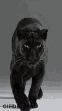 A Black Panther Is Walking In A Black And White Photo . GIF