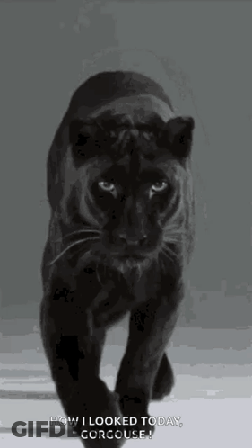 A Black Panther Is Walking On A Gray Background And Looking At The Camera . GIF