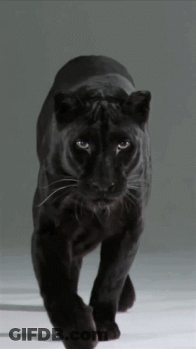 A Black Panther Walking On A White Surface With A Gray Background GIF