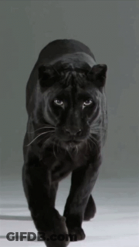 A Black Panther Walking On A White Surface With A Gray Background GIF