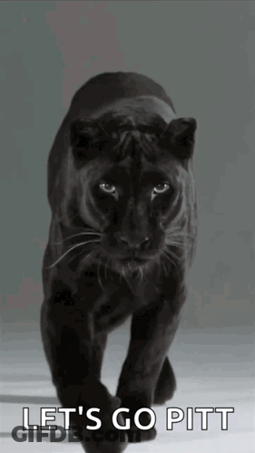 A Black Panther Walking With The Words Let 'S Go Pitt Written Below It GIF