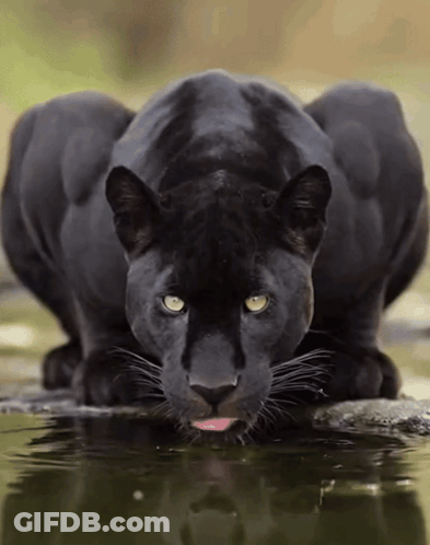 A Black Panther With Its Tongue Out Drinking Water GIF