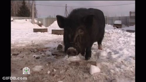 A Black Pig Is Standing In The Snow With The Letters Hb On The Bottom Right Corner GIF