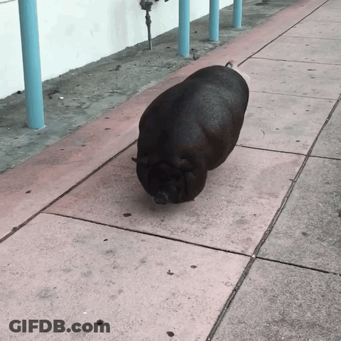 A Black Pig Is Walking Down A Sidewalk With A White Tail GIF