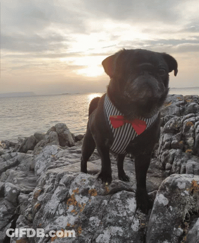 A Black Pug Dog Wearing A Red Bow Tie Stands On A Rock Near The Ocean GIF