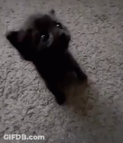 A Black Puppy Is Laying On A Carpet Looking At The Camera . GIF