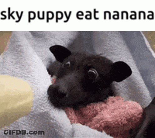 A Black Puppy Is Wrapped In A Towel And The Caption Says Sky Puppy Eat Banana GIF