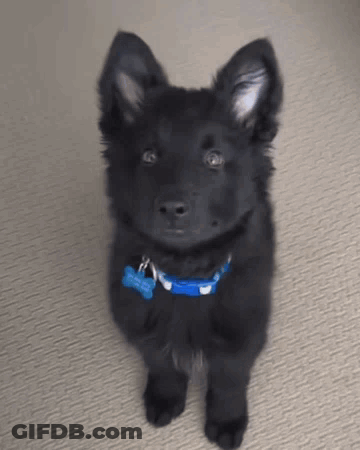 A Black Puppy Wearing A Blue Collar With A Tag That Says ' I 'M A Dog ' On It GIF