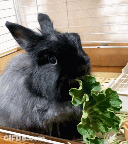 A Black Rabbit Is Chewing On A Piece Of Lettuce GIF