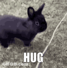 A Black Rabbit Is Standing On Top Of A Grass Covered Field With The Word Hug Written On It . GIF
