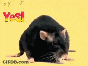 A Black Rat Is Standing In Front Of A Yellow Background With The Word Yes Written On It GIF