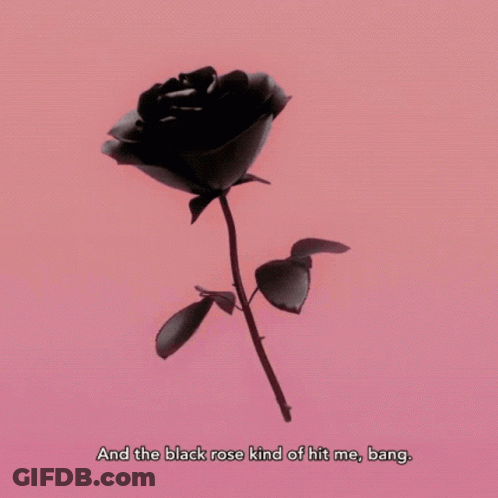 A Black Rose Is Against A Pink Background With The Words " And The Black Rose Kind Of Hit Me Bang " GIF