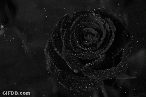 A Black Rose Is Surrounded By Water Drops And Stars GIF