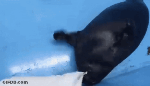 A Black Seal Is Playing With A White Seal In A Pool . GIF