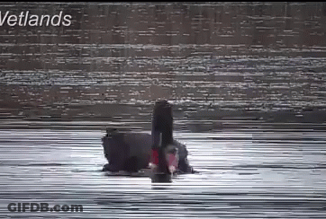 A Black Swan Is Swimming In A Lake With The Words Wetlands In The Corner GIF
