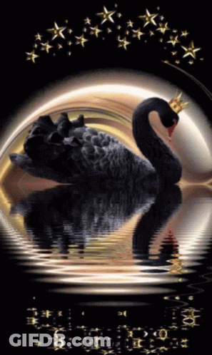 A Black Swan With A Gold Crown On Its Head Is In The Water GIF