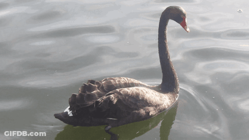 A Black Swan With A Red Beak Is Floating On A Body Of Water GIF