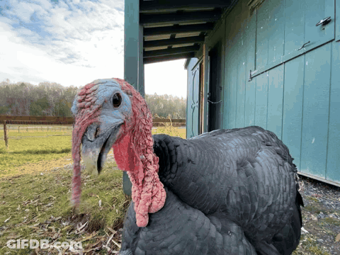 A Black Turkey With A Red Beak Is Standing In Front Of A Blue Shed GIF
