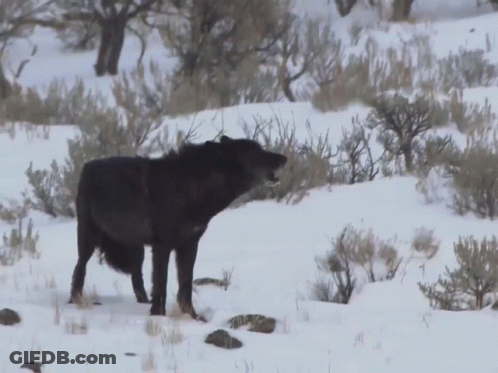 A Black Wolf Is Standing In The Snow Looking At Something GIF