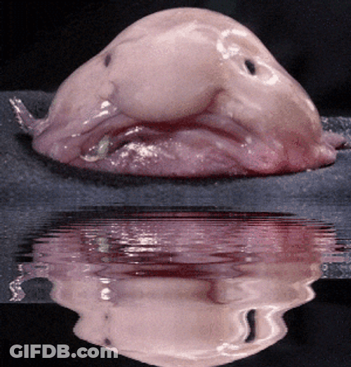 A Blobfish Water Reflection GIF