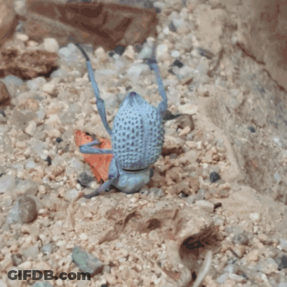 A Blue And Purple Spider Is Eating A Piece Of Orange GIF