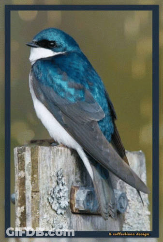 A Blue And White Bird Is Perched On A Wooden Post With The Words B Collections Design On The Bottom GIF