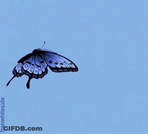A Blue And White Butterfly Is Sitting On A Blue Sign That Reads Good Morning GIF