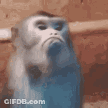 A Blue And White Monkey Is Sitting On A Wooden Fence . GIF