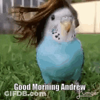 A Blue And White Parakeet With Long Hair Is Standing In The Grass And Says `` Good Morning Andrew '' . GIF