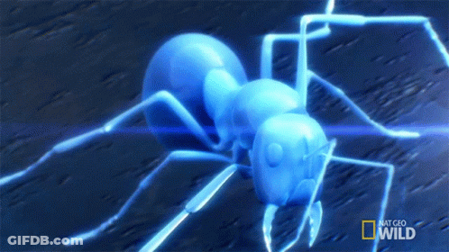 A Blue Ant With A National Geographic Wild Logo On The Bottom GIF