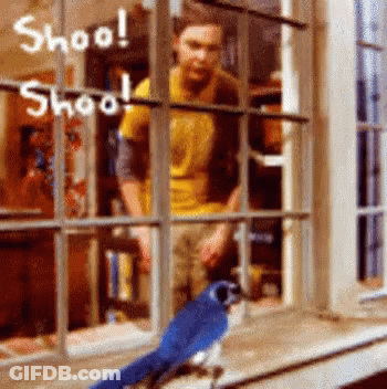 A Blue Bird Is Sitting On A Window Sill With A Man Behind It And The Words Shoo On The Window GIF
