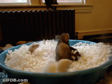 A Blue Bowl Filled With White Foam With A Bird In The Middle GIF