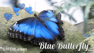 A Blue Butterfly Is Sitting On A Rock With The Words Blue Butterfly Above It GIF