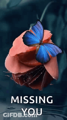 A Blue Butterfly Is Sitting On Top Of A Pink Rose With The Words Missing You Written Below It . GIF