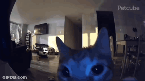 A Blue Cat Is Looking At The Camera In A Living Room With The Word Petcube On The Bottom Right GIF